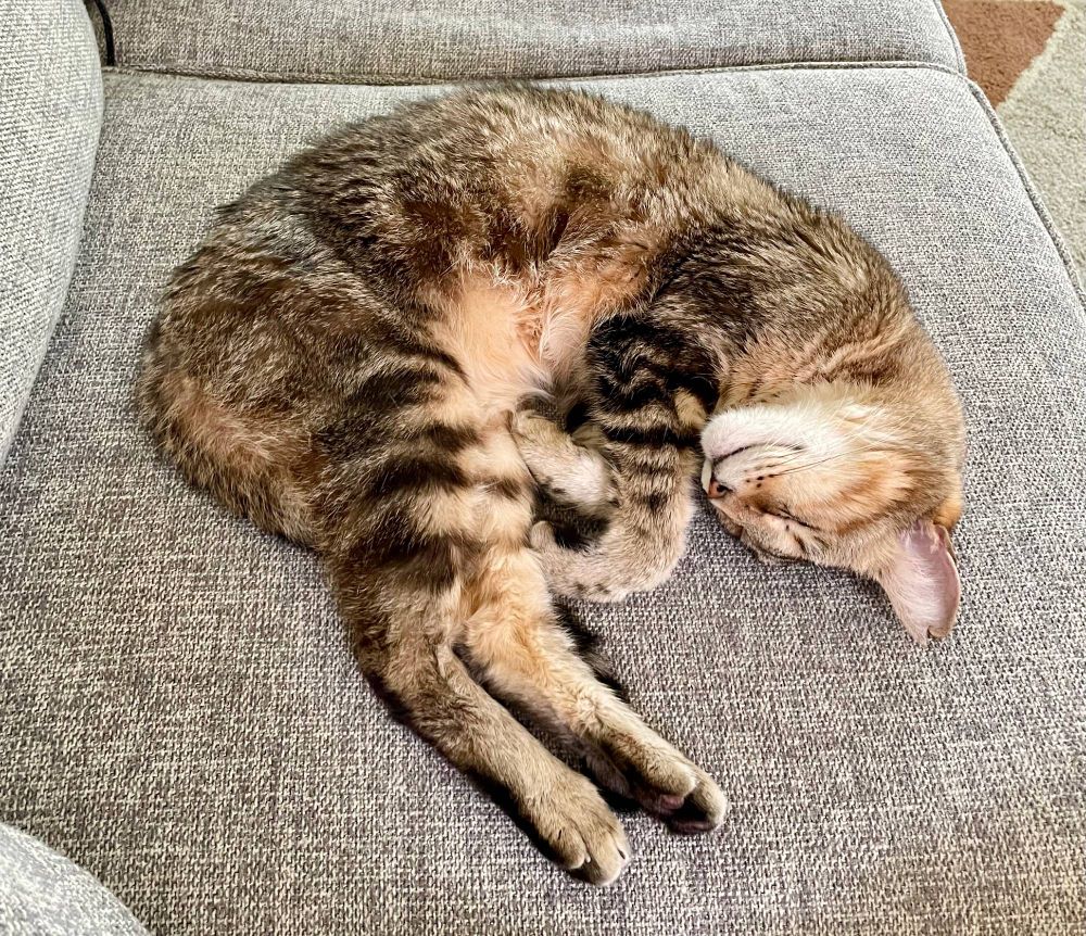 A sleeping tabby cat named Max, with light brown and chocolate brown stripes, contented sleeping in a C shape on a light marbled grey couch. He had no care in the world, and I was envious beyond words.