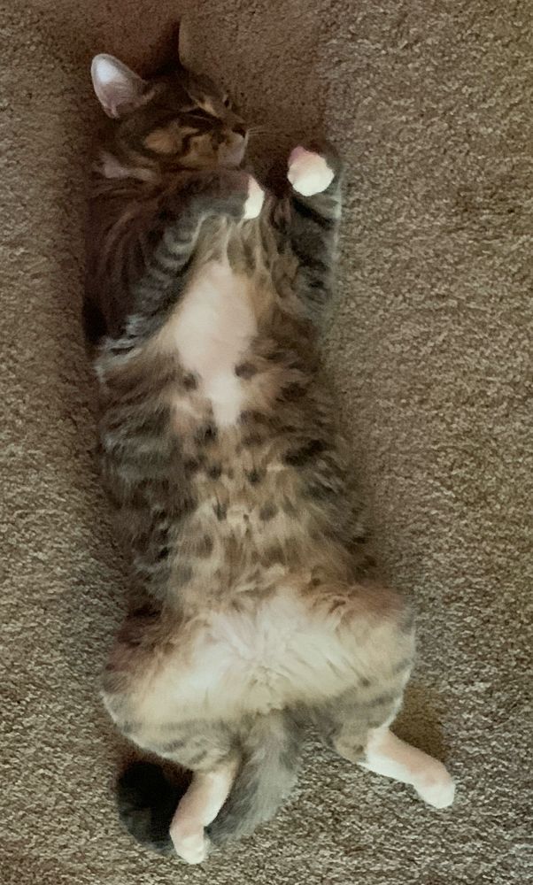 My garbage baby cat making the best of wearing a fur coat in June 