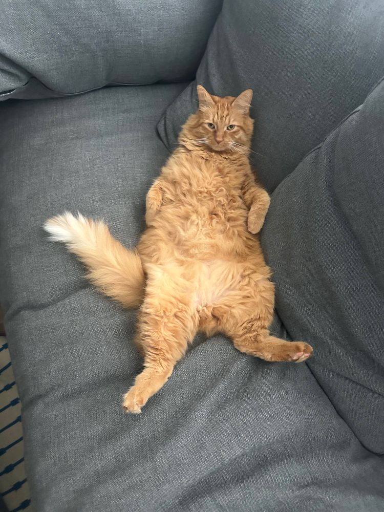A large orange cat lounging on his back, looking slightly perturbed. 