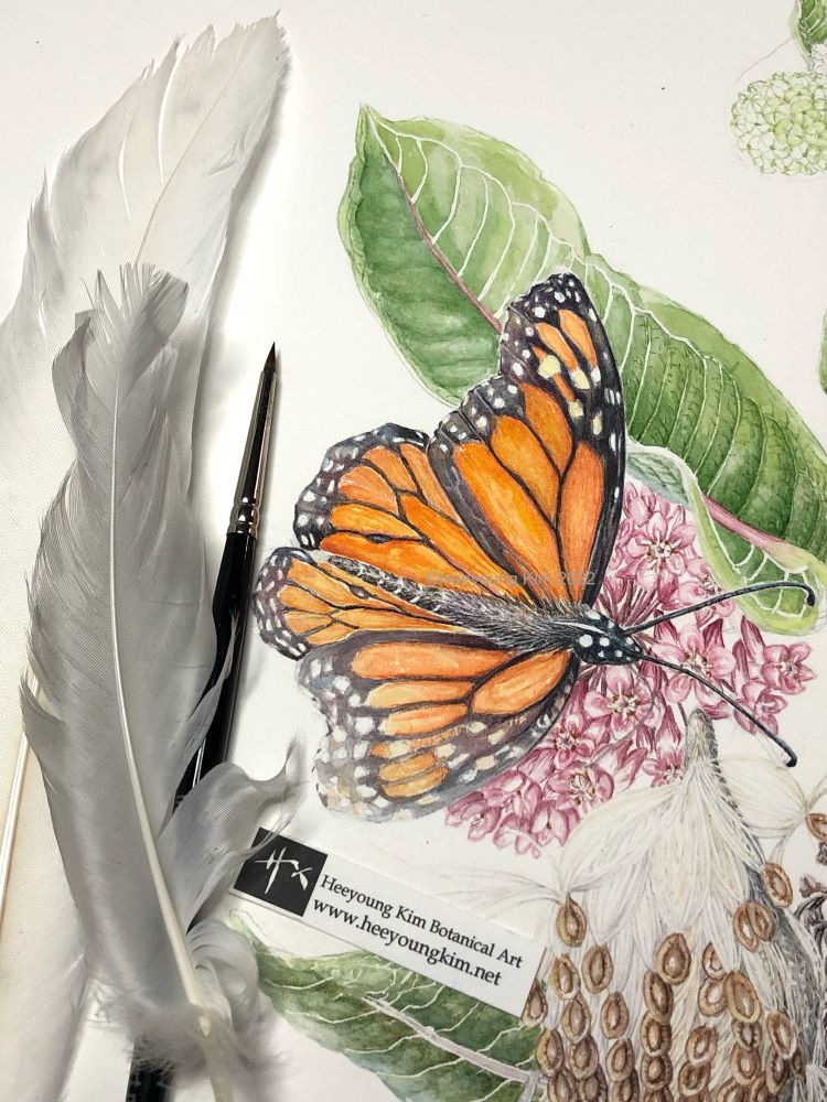 US Fish and Wildlife just proposed to list monarch butterflies as #threatened species. It’s sad to see this coming, but I hope we can find ways to protect  precious #wildlife including monarch. I painted a monarch butterfly sitting on a common milkweed flower. I placed two pretty feathers indicating fragile destiny of the monarch butterfly 