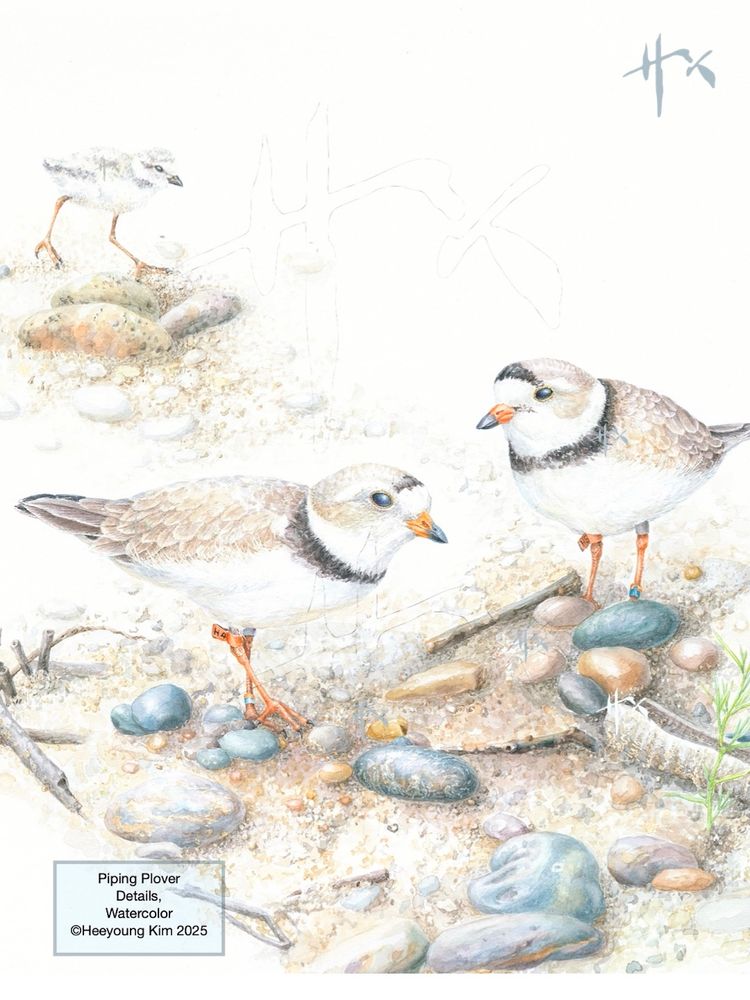 Piping Plover family planted for an exhibit at Waukegan History Museum at Carnegie. Subtle sand colored plovers are perfect to blend in the shore in disguise. So I painted natural gravels and sand with some woods. Come and see the opening exhibit this Friday September 12, 2-4 pm. Various paintings of plants and birds will be featured. 