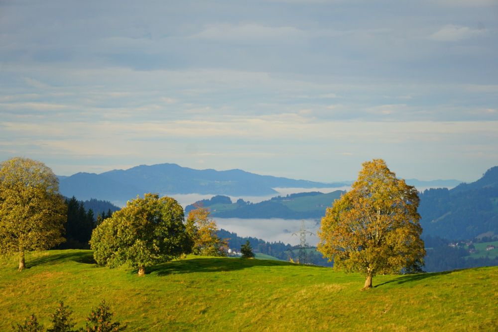 Helbe Herbstbäume, dahinter Nebelmeer
