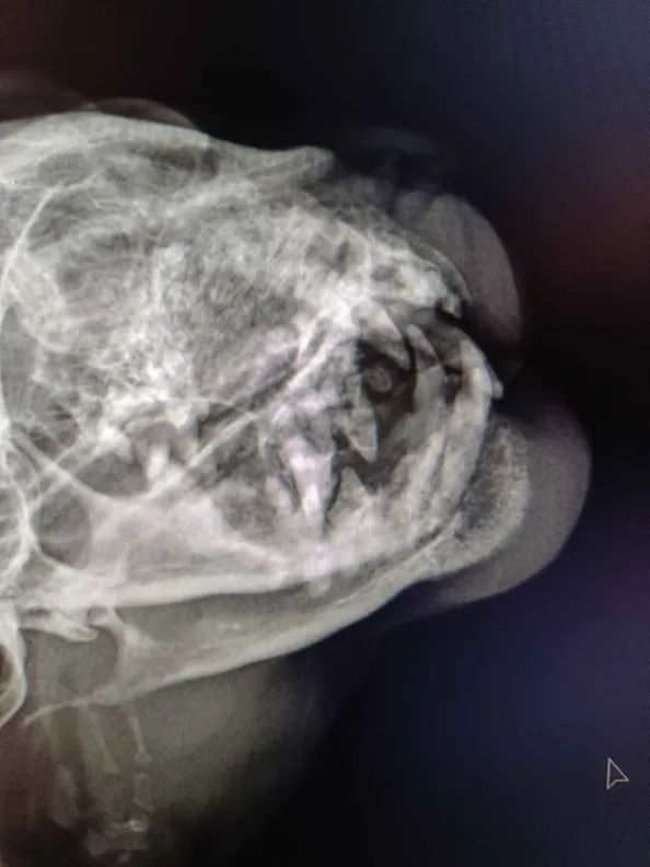 an x-ray of a domestic cat's skull displaying mildly brachycephalic features and a cancerous mass consuming the lower mandible