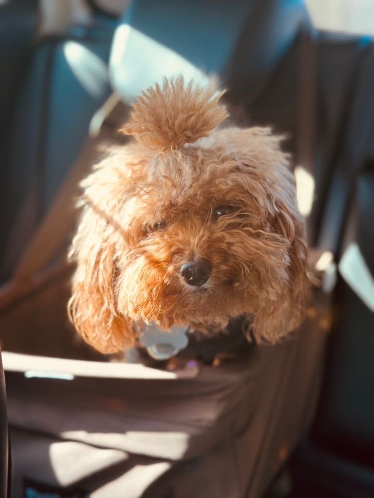 Puppy with a man bun. 
