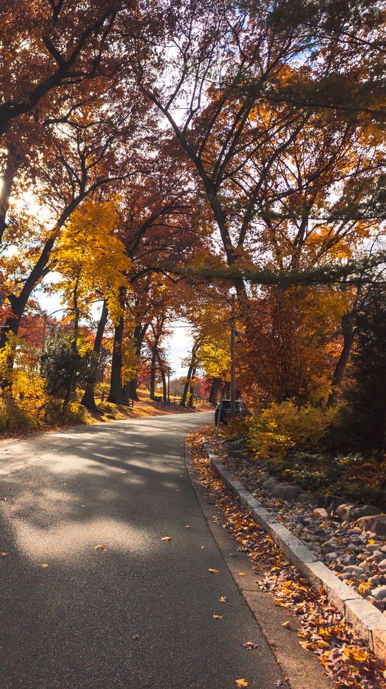 Lake Mendota Drive on a fall day. The sun is still fairly high and the foliage from the trees creates beautiful light.