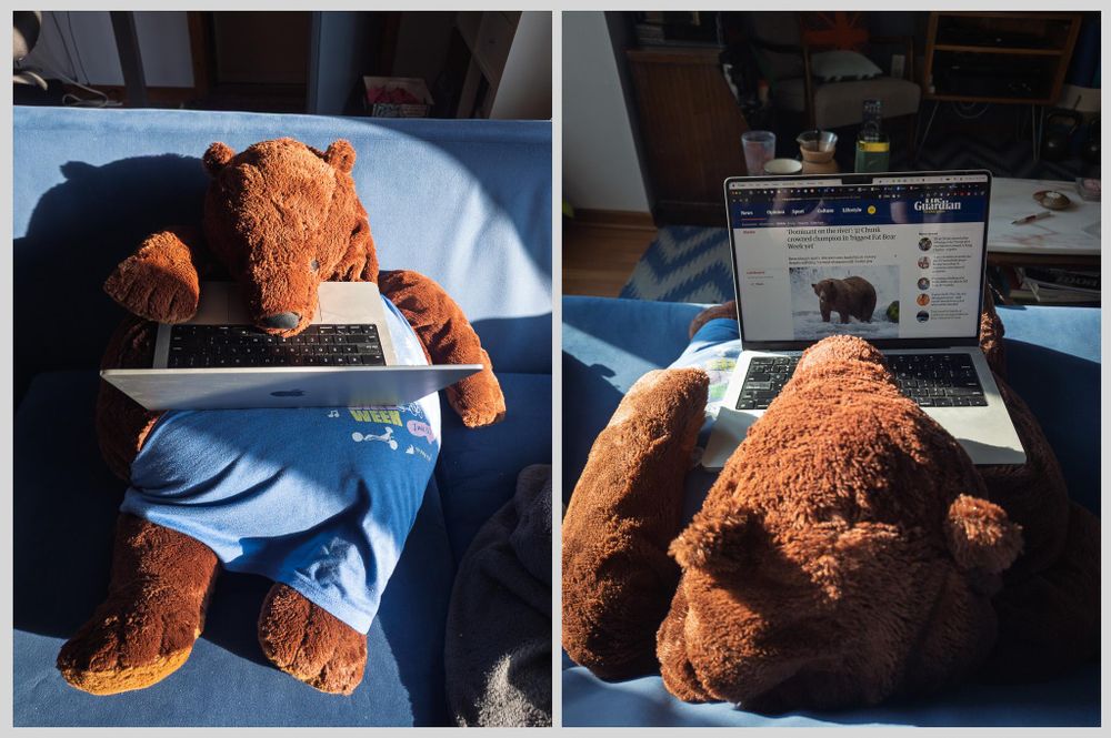 A two panel photograph. In the left panel, Herbärt, a big brown stuffed animal bear is sitting on a blue couch, with a Macbook on his belly. In the right panel, we see Herbärt from behind. He's reading an article in the Guardian about the champion of this year's Fat Bear Week.