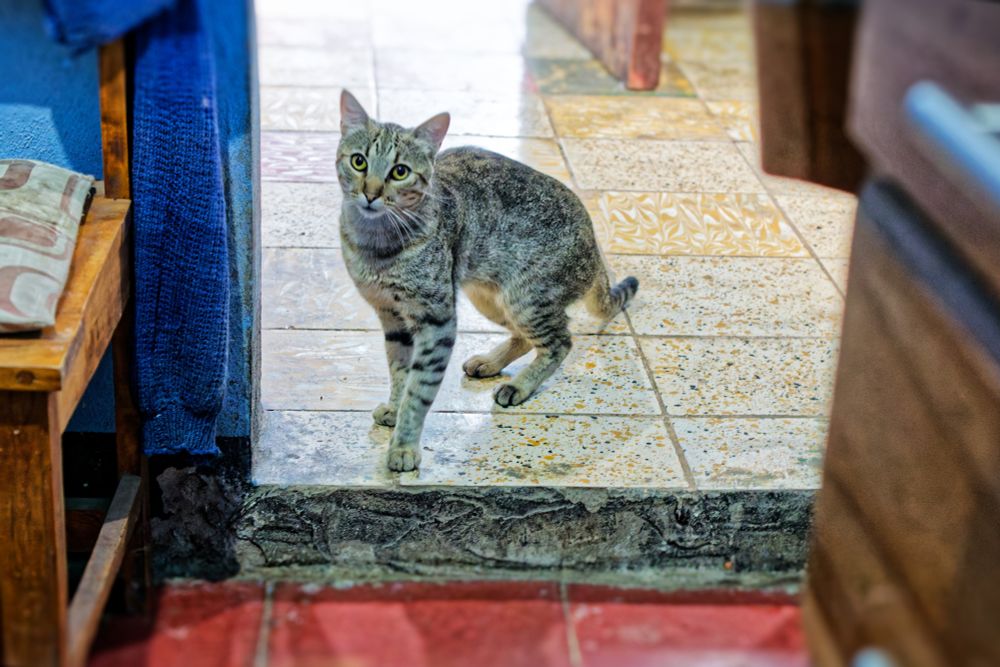 A cat trying to join the household, but still very nervous