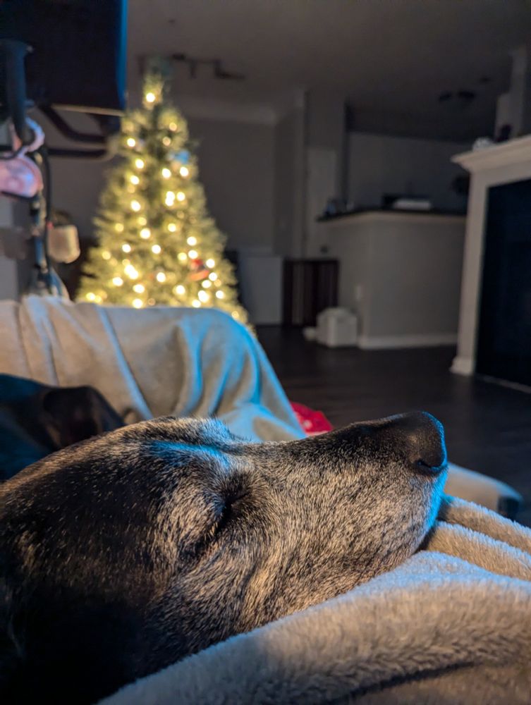 My dog resting her head on a blanket. There's a Christmas tree behind her and the lights of it are warm and kind 