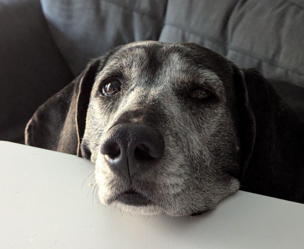 There's a dog with big floopy beagle ears resting her head on the table with her eyes half-open