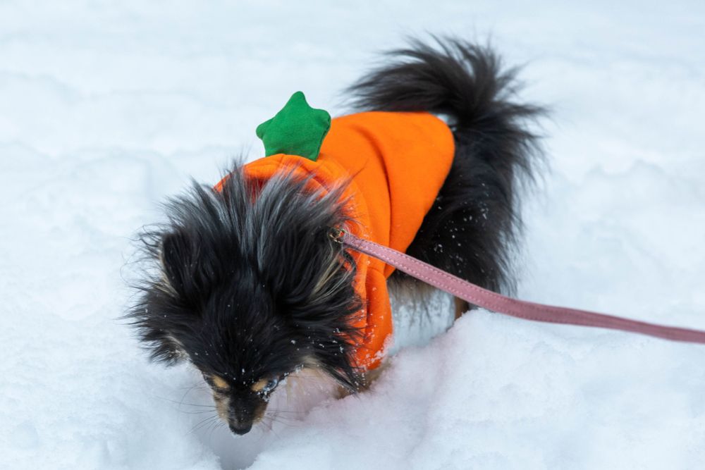 Millie, a merle-colored Pomeranian, walks in snow that's about as long as her legs. She's wearing a carrot sweater! And fuck Donald Trump.