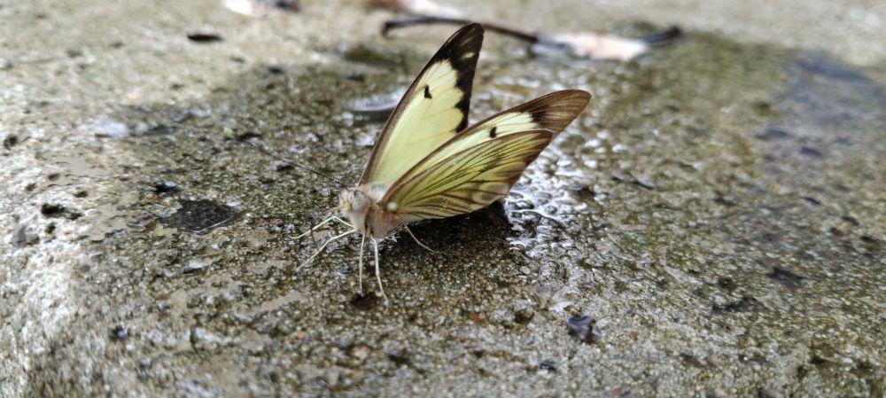 Borboleta amarelo claro bem meiga bebendo água de uma mesa de concreto