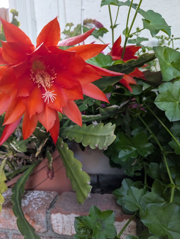 Multi-petalled red-orange epiphyllum bloom