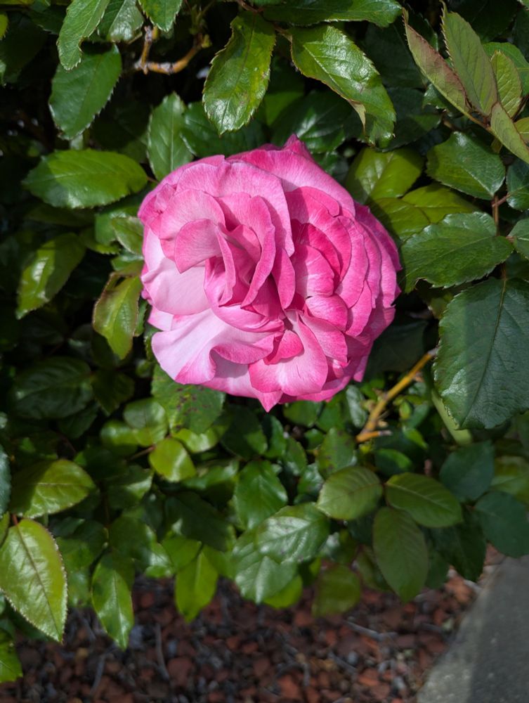 Dark pink rose bloom tinged with a lavender center against dark green leaves. The rose is called Blue Girl, but it gave me this highly pink thing for the first of the season.