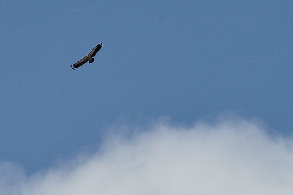 cielo azul con un buitre volando