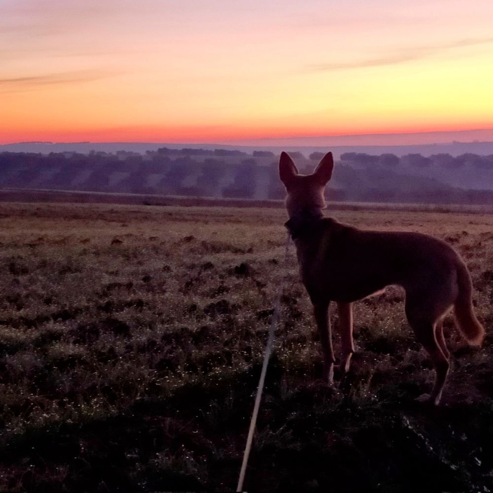 lola en un campo de trigo al amanecer, con el cielo entre amarillo y rosa