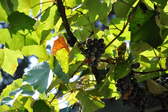 parra con uvas, en tonos verdes y marrones todo