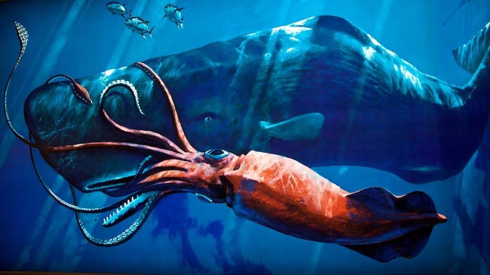 I pick the squid : Drawing of a fight between a giant squid and a spermwhale