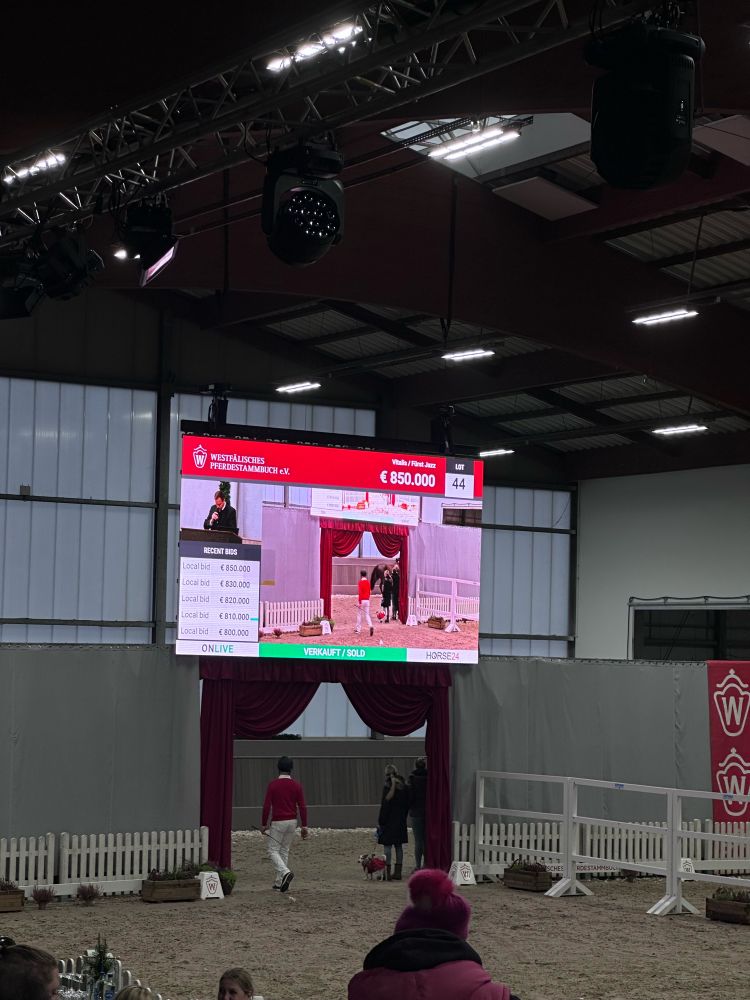 Watched a horse sell at auction for 💶 850,000
