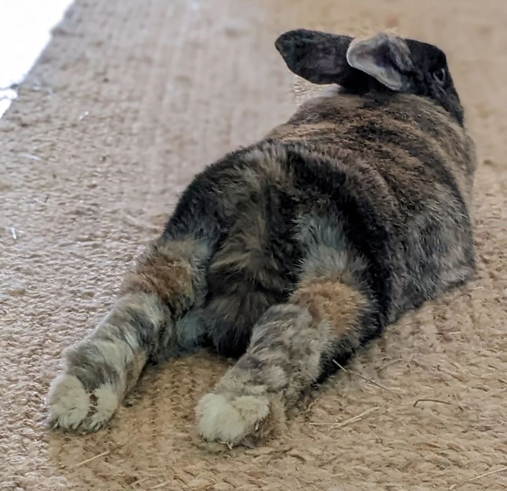 A black and brown and white patchwork rabbit is laying on his stomach on a hessian rug, facing away from the camera with his back feet stretched out towards the viewer, and his fluffy tail is ridiculous