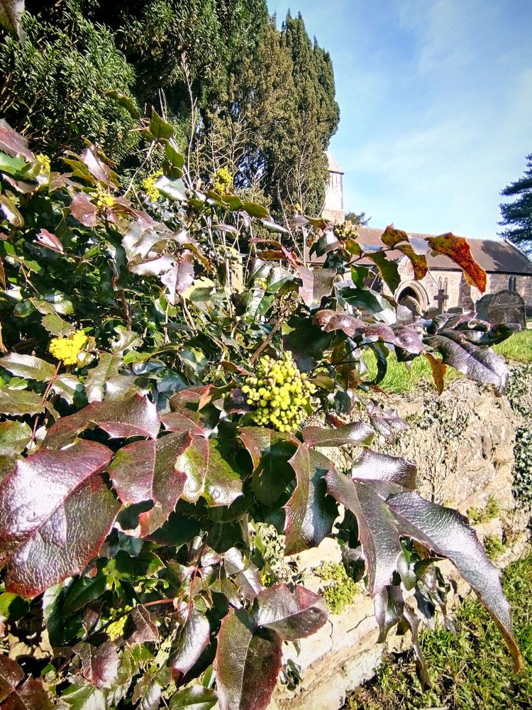 Trees and bushes. An old rock wall. A building in the background . Blue sky. 