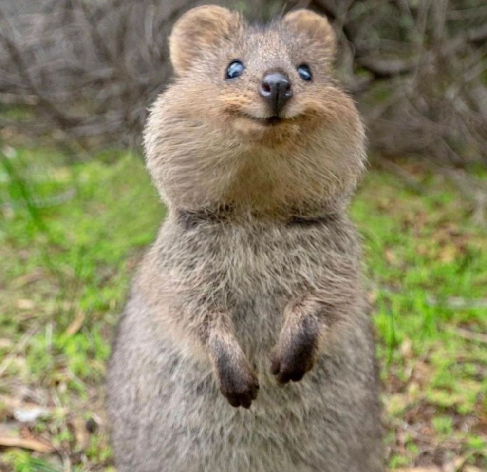 Quokka