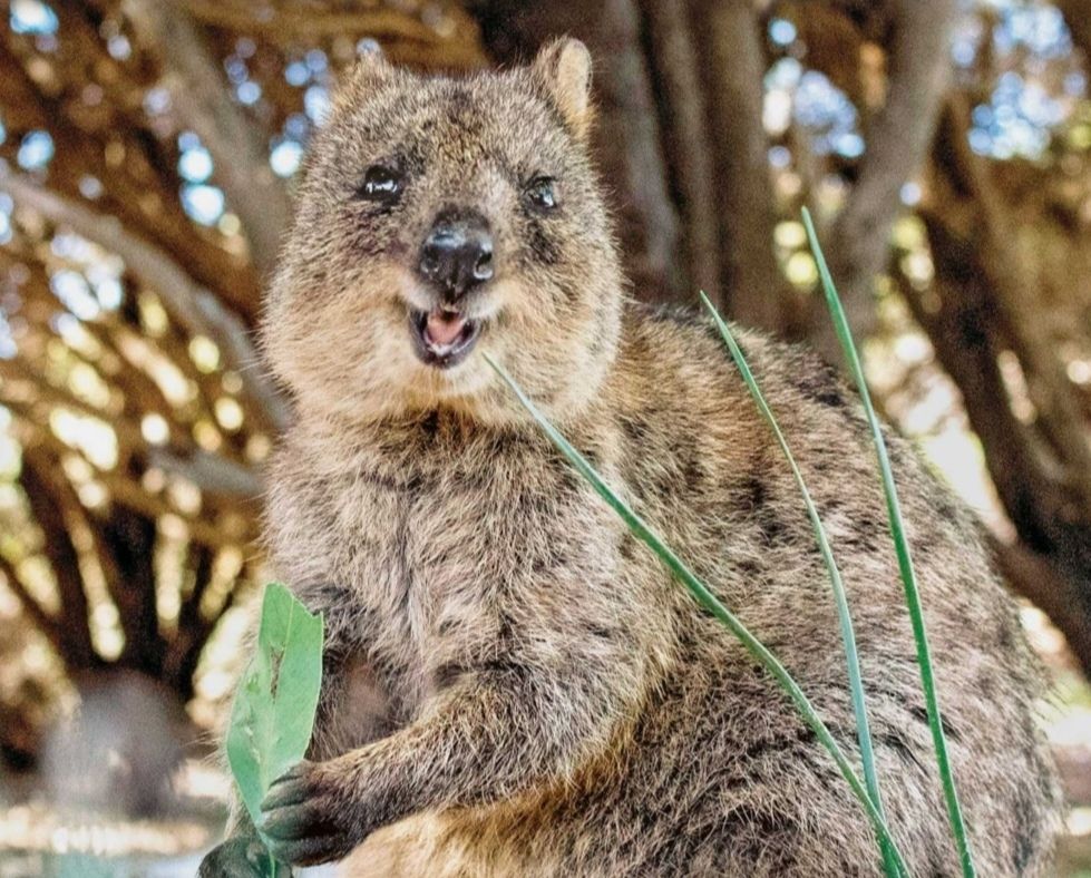 Quokka