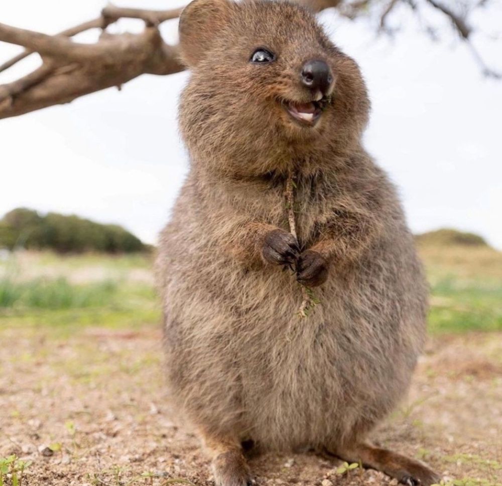 Quokka