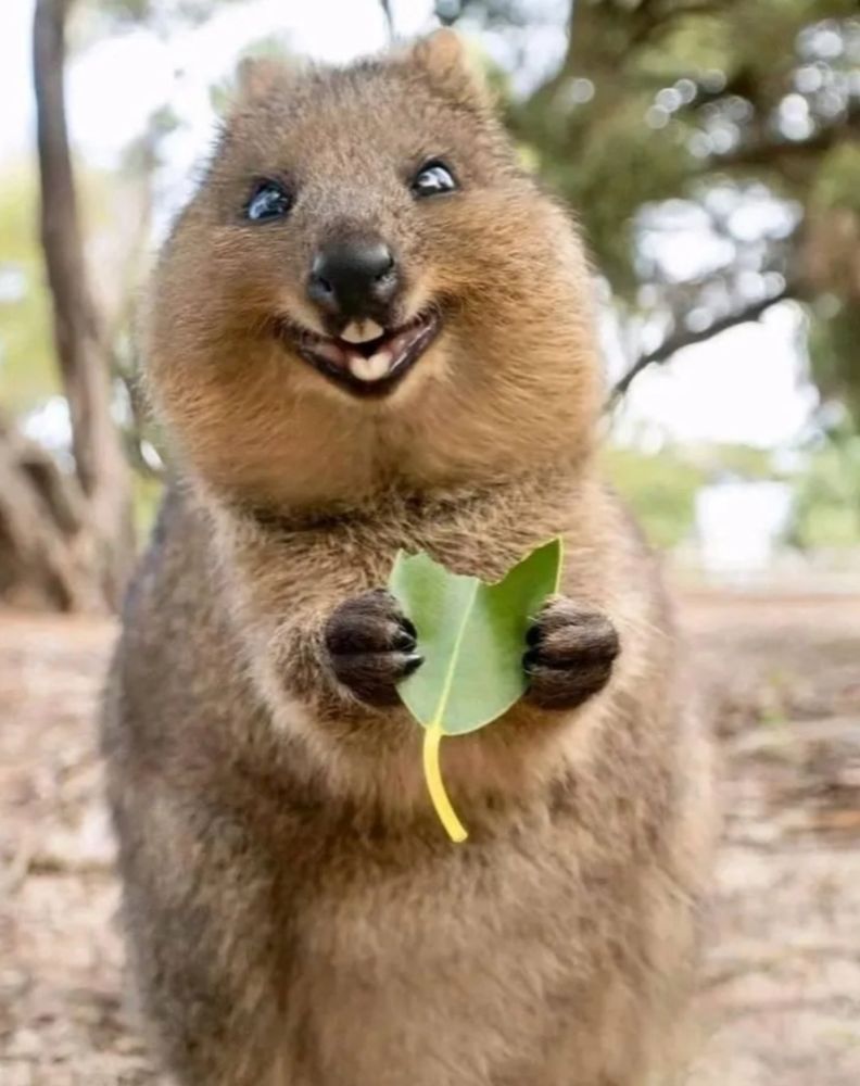 Quokka