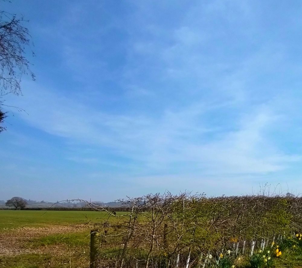 Beautiful blue sky, clouds, a field, a hedge and daffodils in the lower right hand side of the picture.