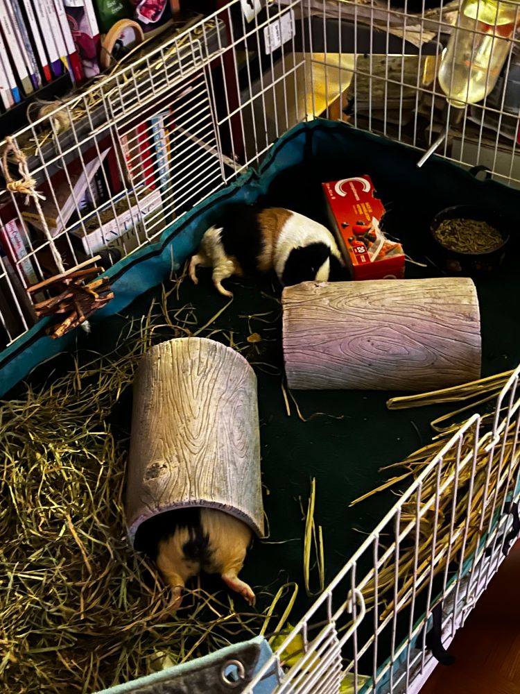 White, black and tan guinea pig napping with legs stuck out and back legs of a partially visible guinea pig sticking out of a purple log 