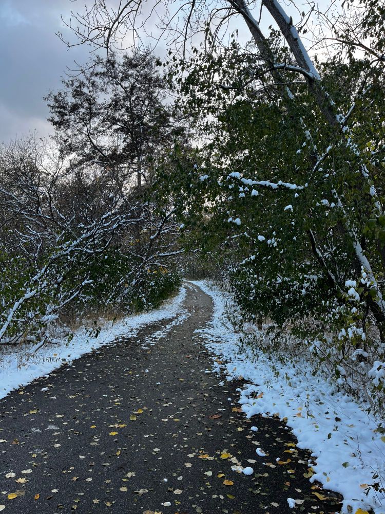 Snow covered trees with leaves still on their branches line a pathway