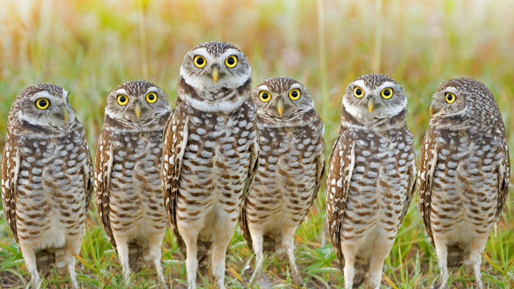 Photo of six brown and white speckled owls standing tall on their hilariously skinny legs