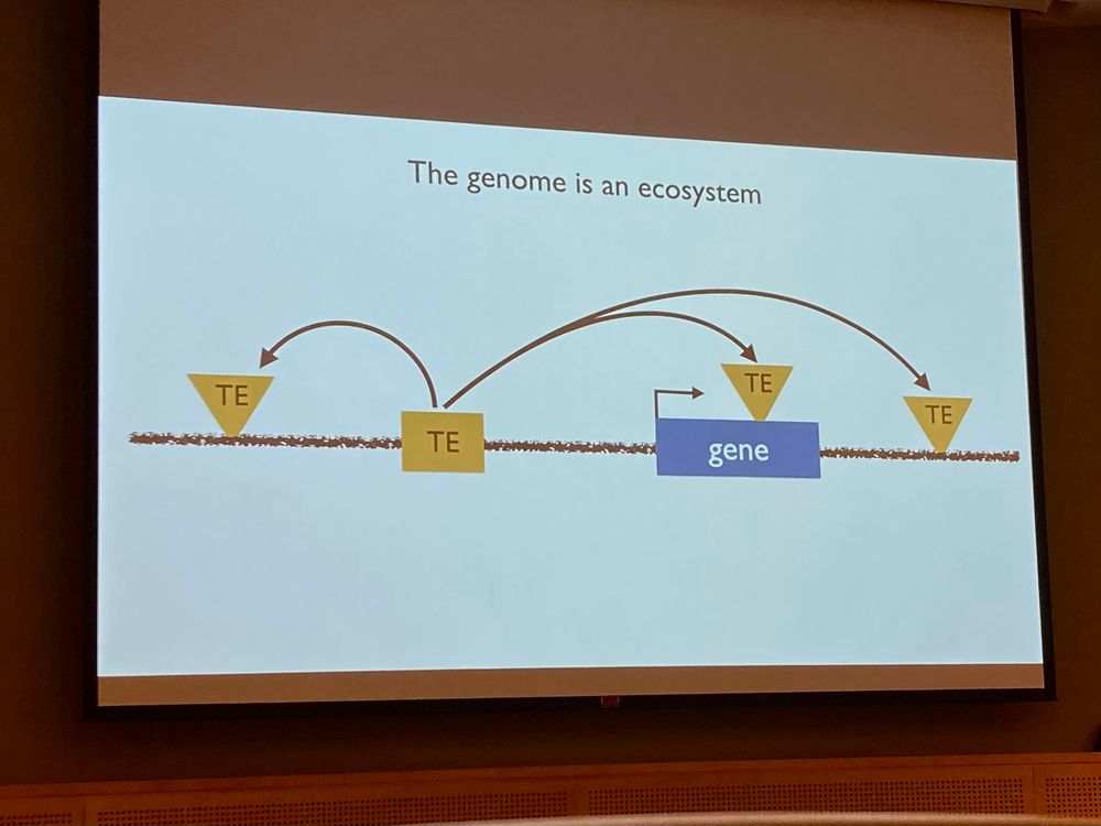 Image of an image being projected onto a screen, which says “the genome is an ecosystem” with an illustration of transposons jumping around the genome
