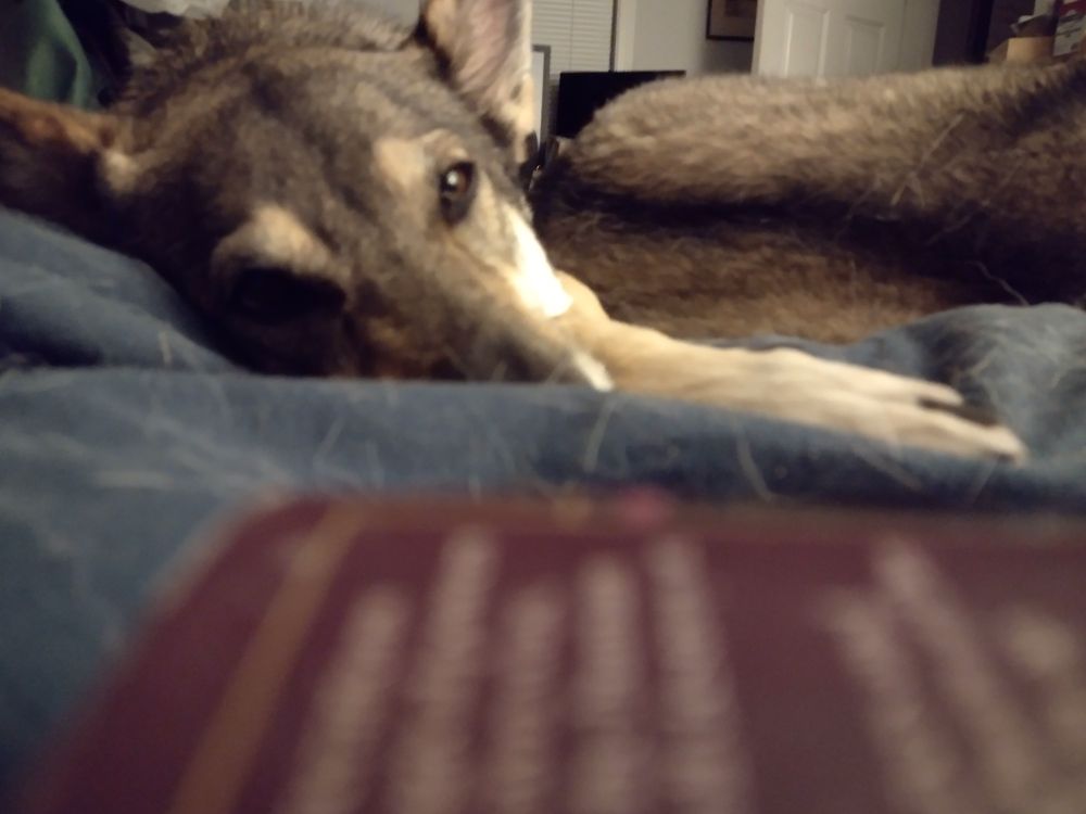 Tamaskan mix staring sleepily into camera 