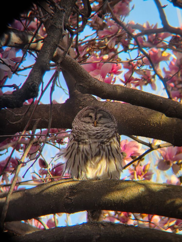 A barred owl sits on the branch of a magnolia tree at the center of the photo. Its eyes are mostly closed and its breast feathers are being gently blown by a breeze. The background is filled with blue sky and blooming pink magnolia flowers, with little bits of sunlight peeking through. 