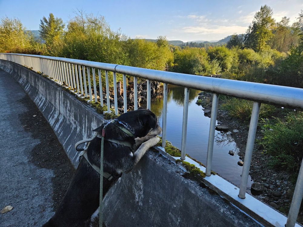 Utah, a black and tan dog, looks over a bridge on the Mashel River.