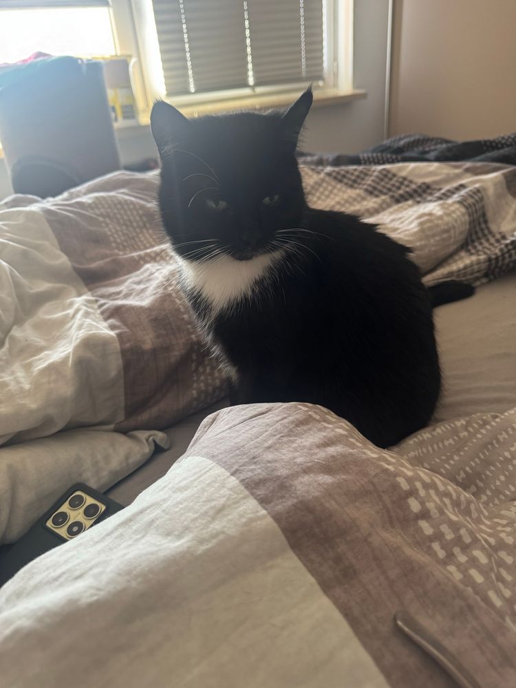 Kleiner schwarzer Kater sitzt nah am Kopfende und beobachtet „unauffällig“ unsere Teller. 