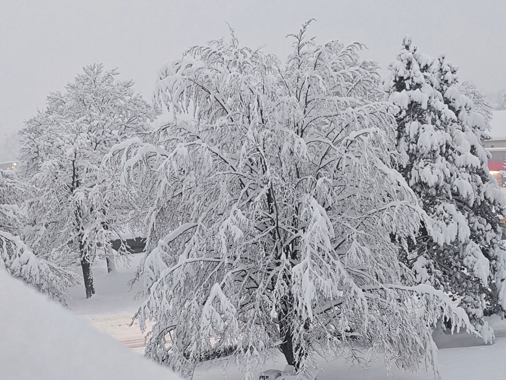 Schneebäume im Park vor der Haustür