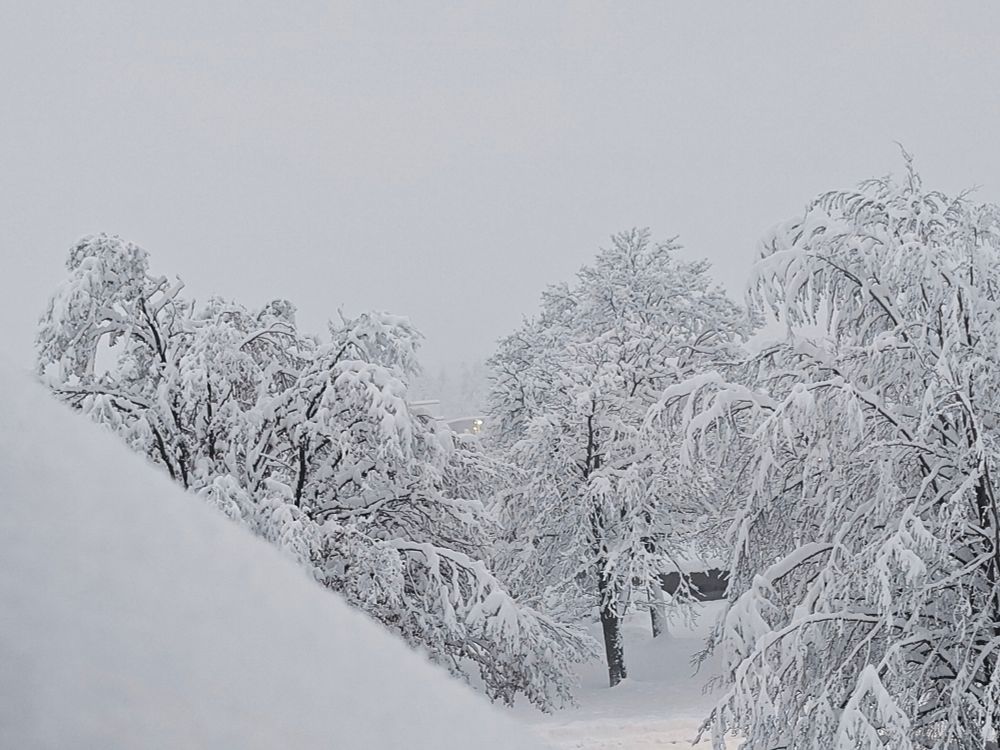 Schneebäume im Park