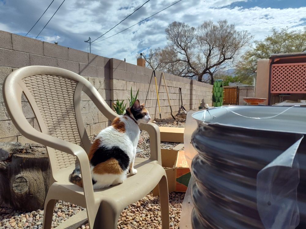 Calico cat sitting in an outdoor chair near a metal raised bed under construction. 