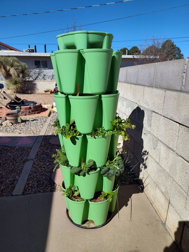 Other side of greenstalk, shijimisi, chard and cilantro.