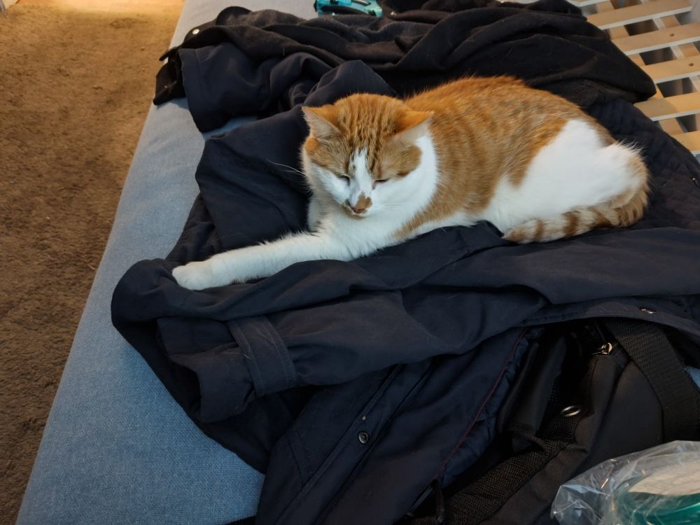 Orange and white cat on a dark blue winter coat amid mess.