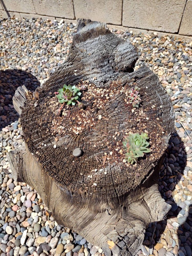 A section of a large tree trunk which had cavities. These have been planted with 2 varieties of sempervivum and a small tricolor sedum.