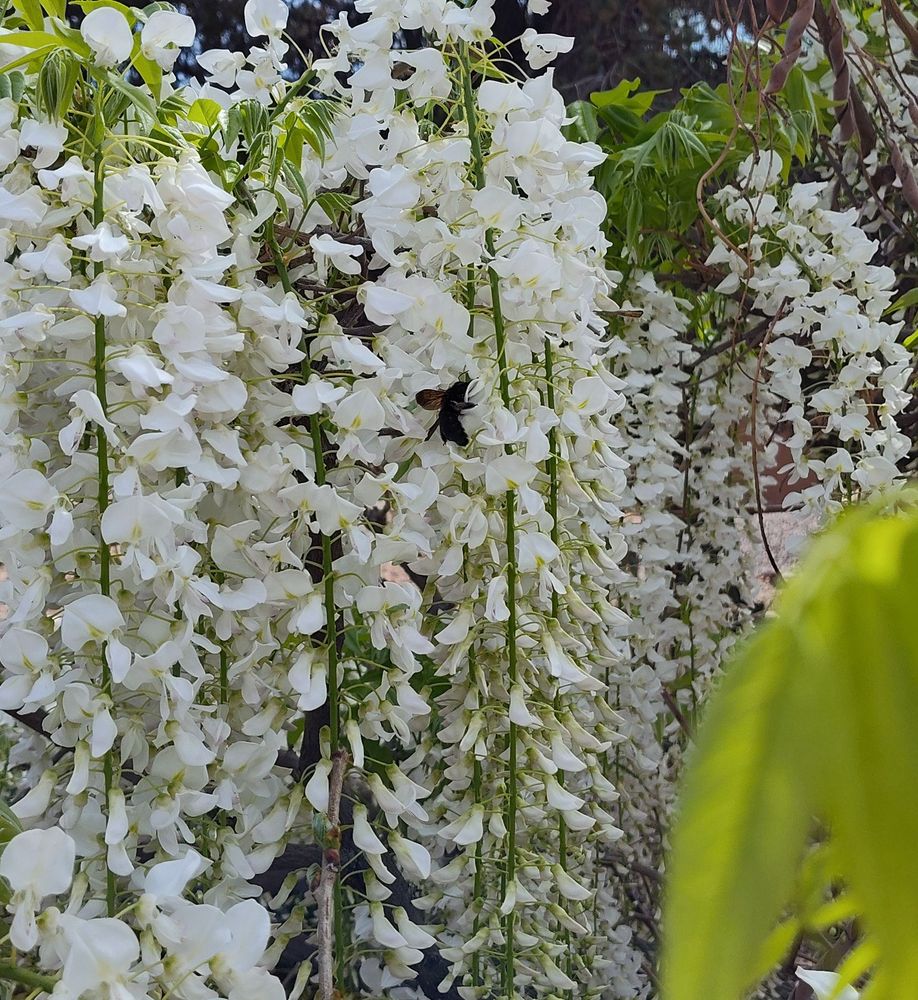 Bumblebee on wisteria bloom.