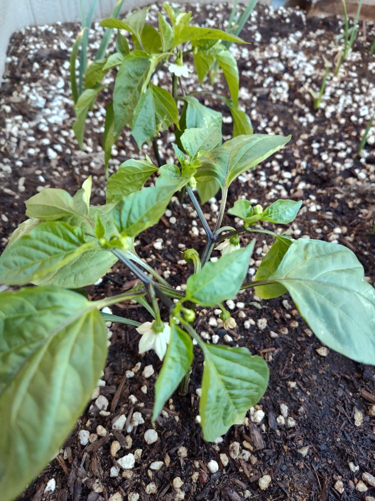 Top down view of a pepper plant with small, white blooms.