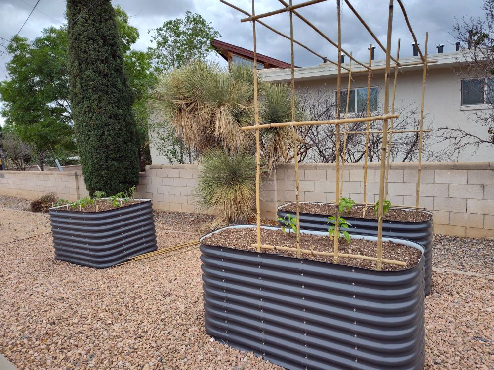 Hot peppers went in these two beds. Joe E Parker (New Mexico red chili) in the back. Two jalapenos in front, one standard and one a lemon spice. Along the front trellis I planted cucumber seeds, Beit Alpha and Hossinator pickling cukes. 