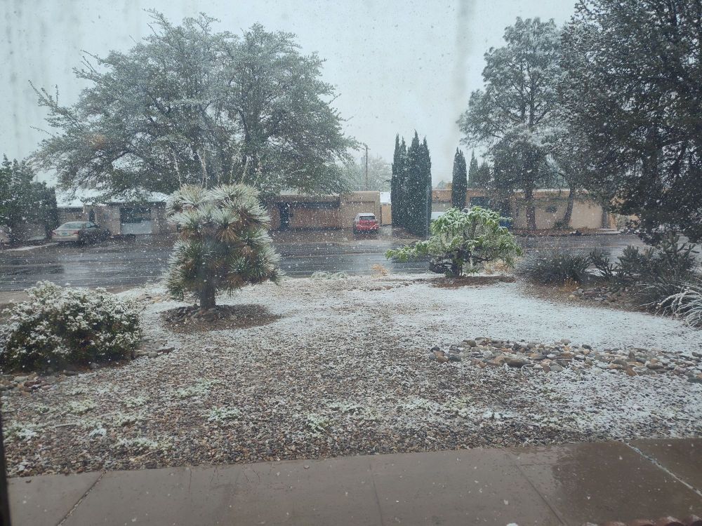 Snow falling on the front yard. 