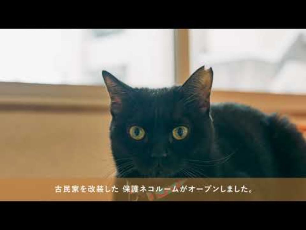 猫としあわせDays2025