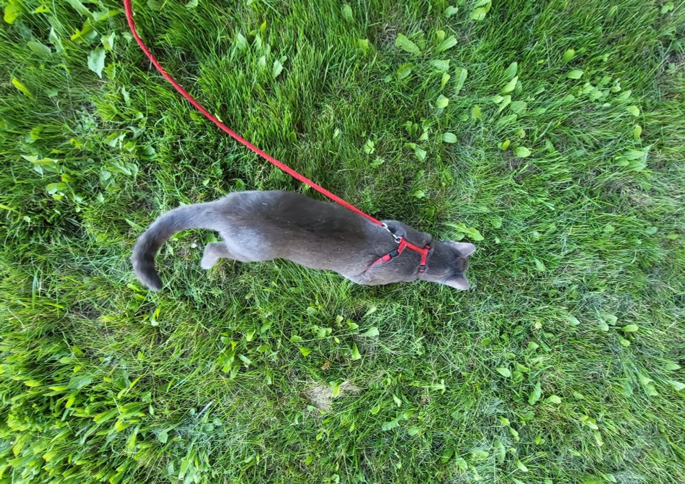 A gray tabby cat on a red leash and harness walks through grass that has recently been mowed. View is from directly overhead.