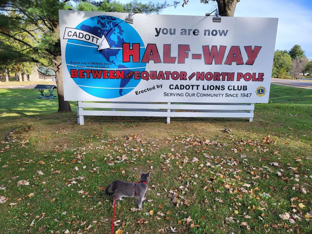 A gray shorthair tabby cat stands on mowed grass dotted with fallen leaves. His head is turned towards a billboard marking the halfway point between the north pole and the equator. Location is Cadott, Wisconsin.